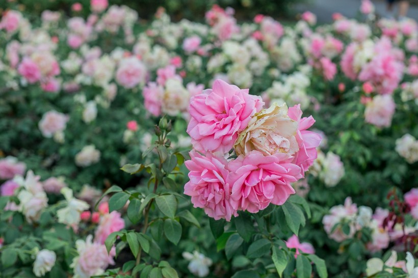 「生肖」未来10天，喜提好姻缘，桃花运即将降临，脱单有望的四大生肖