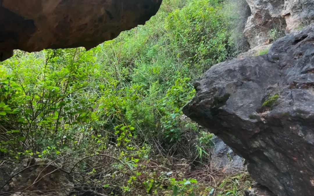 新京报|云南2岁男童被抱走后的45小时：孩子被疑犯标价十万元准备卖掉