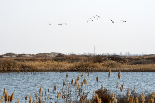 水利工程|中国最无奈的水利工程，绿洲变沙漠，外国人懵了：怎么做到的？