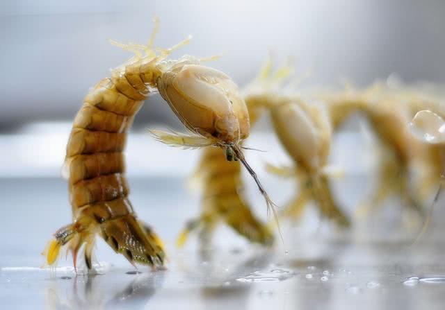 ##“皮皮虾”其实并不是那么可爱,它们也杀伤力巨大!