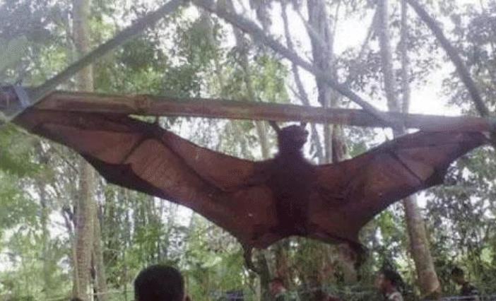 蚊子|人类发现比鸟还大的蚊子