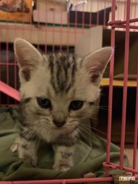 好奇害死猫！贪吃小猫想知道缸中鱼感受，扑通一声跳下水