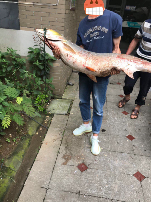 「」80斤“大白鱼”？资江大水男子钓起“大白鱼王”，几同人等高