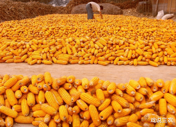 戏说三农|粮价上涨，农民依然惜售！啥原因？不止“后期看涨”，还有2点！