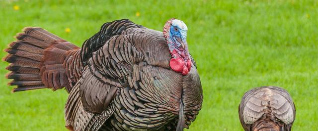 火鸡|美国人疑惑：这东西我们天天吃都不腻，为什么中国人从不吃？