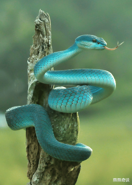 「」世界上最值钱的蛇，外表艳丽迷人，即使有钱也买不到