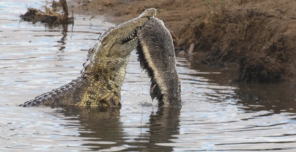 「蜜獾」平头哥真是稀罕惹祸！当它“怼”道了鳄鱼，结果被摔死后扔到岸上