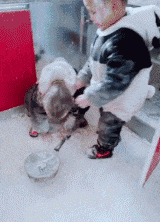 壁虎|“买了个壁虎,为啥越长越大了...”哈哈哈...基因变异?