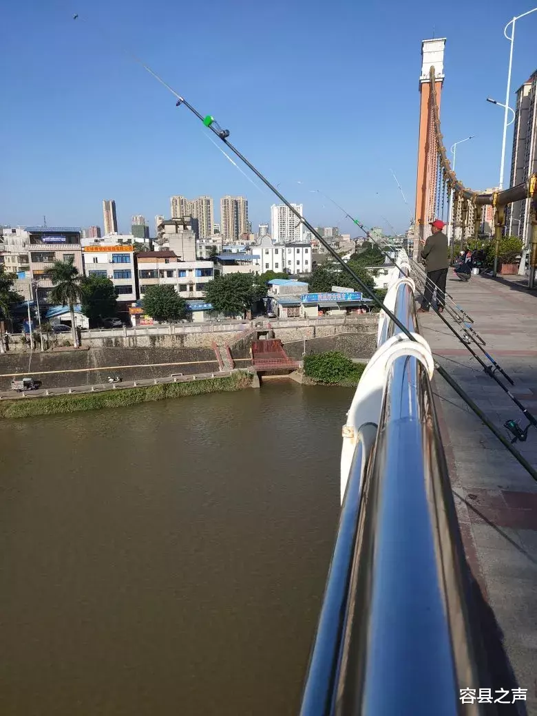 佛系|广西这条江惊现大量腊鱼，钓鱼佬天光就架吊杆在桥守\菜地\