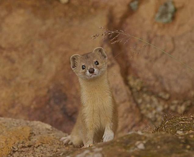 黄鼠狼|为什么长辈说黄鼠狼不能杀？看清楚这几个细节，你就明白真不能杀