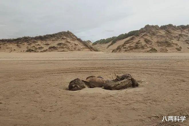 外星人|英国海滩发现长4.5米的不明动物尸体，有毛有鳍，网友：外星人？
