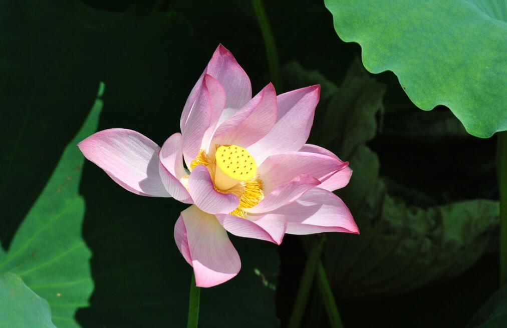 #生肖#等到了6月底,前途光明,衰运转旺运,富贵无双的生肖