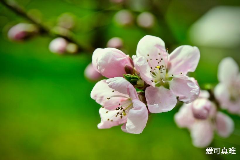 生肖@生肖龙：近期有大囍事发生，点开的人都有喜！