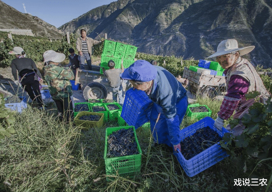 戏说三农|泼冷水！这3个生意千万别碰！弄不好血本无归，一切归零，早了解