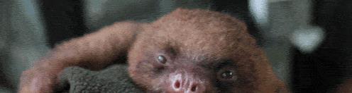 世界上最奇葩的生物，竟然是在拉屎过程中死的，专家：我无力解释