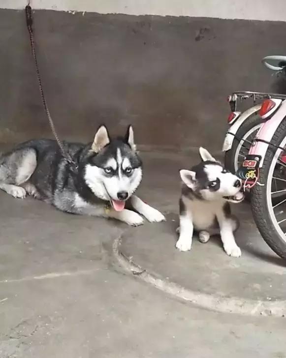 哈士奇看见自己孩子在“拆家”，不仅没有阻止，还开心地笑了