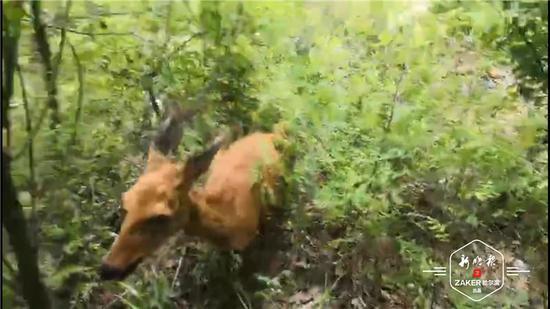 民警|被解救的“东北神兽”放归大自然 野生神兽频繁出没林区