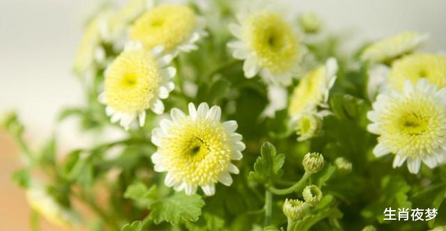 旧爱|8月，放不下，忘不掉，3生肖与旧爱复合，心心念念，牵手一生