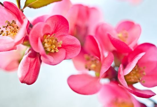 吉星|9月中旬,吉星加身,4属相被桃花包围,贵人相助,日子红红火火