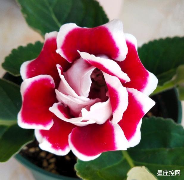 运势|有领导能力，容易脱颖而出的三大星座，万事开头难，工作越做越顺