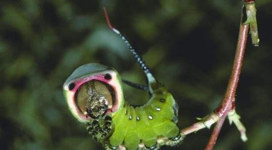 「」居然真的有长有三天腿,两个生殖器官的人,实在是太令人惊奇了!