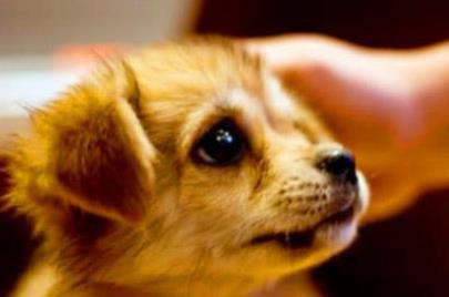 对狗狗“摸头杀”时，狗狗是怎么想的？说出来让人深思