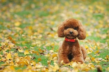 特别的贵宾犬，像泰迪熊一样——泰迪犬