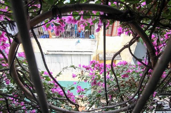 「」?男子花30年培育的绿植如今已覆盖5层楼，称自己是在做善事