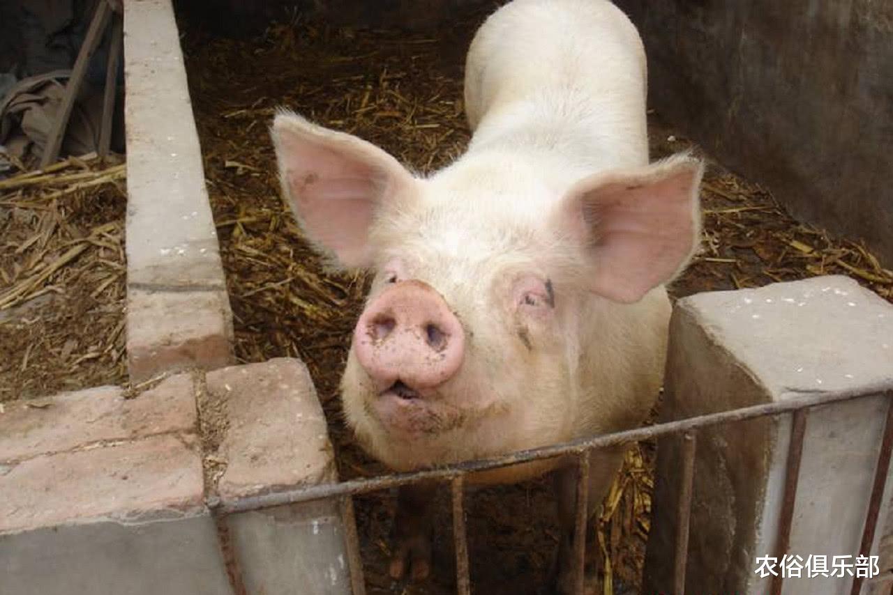 「」厕所和猪圈不能建在屋外？农村这项改造，你们村实现了多少？