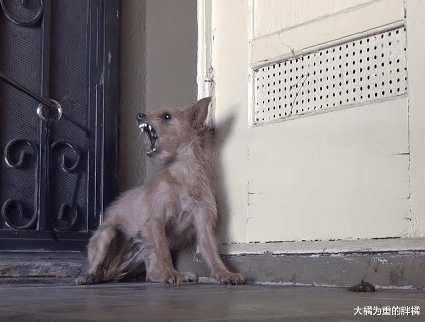 狗狗给了一群人快乐，3年后却没人要它，孩子被偷终令它以恶对人