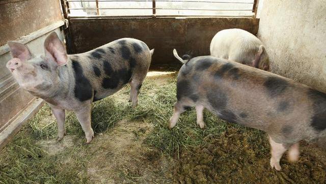 生猪价格▲3月29日猪价：跌！20元虽成历史，但有一振奋人心好消息，快看看