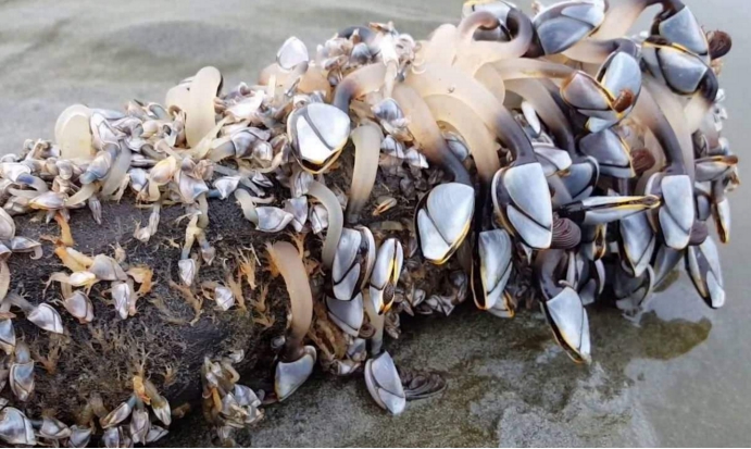 鲸鱼@它是海洋中最强的寄生物，也是鲸鱼的噩梦，连蜕皮都不能摆脱它