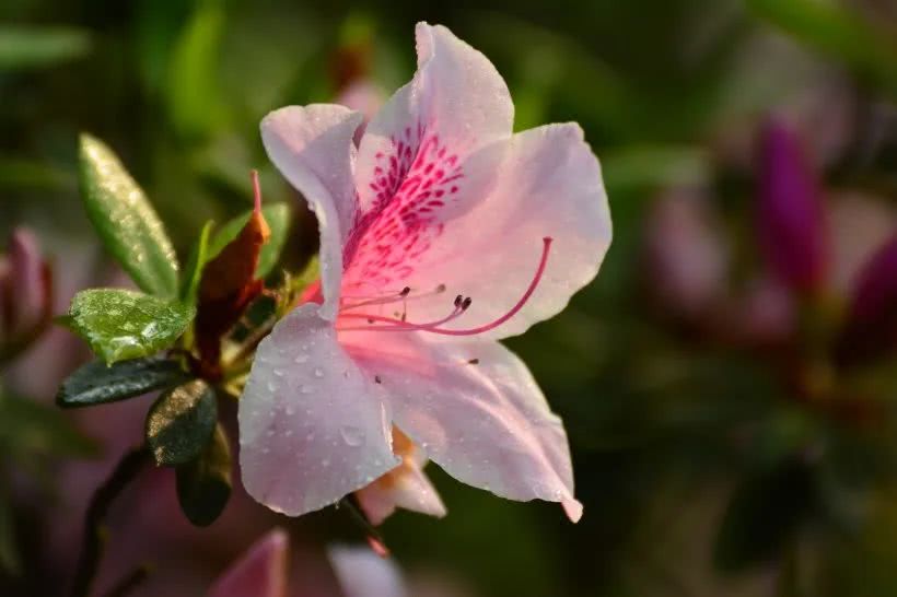 『运势』6月上旬期间，喜鹊搭桥，姻缘来袭，前任袭来有望复合的四大生肖