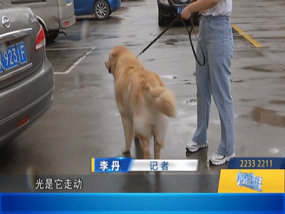 环球时报|佛山阿婆被狗绳绊倒身亡后续：家属不追责！更多细节披露