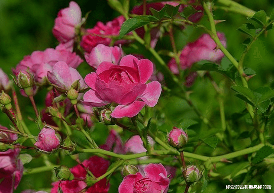 吉星▲未来10天,4属相吉星加持,渡过劫难,大运加身,前途一片光明