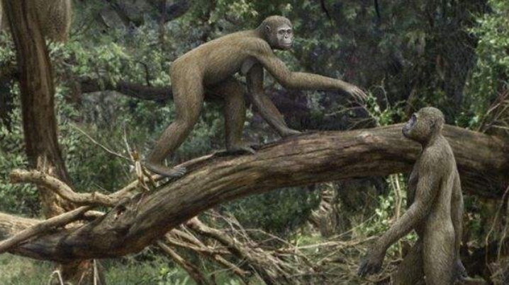 剑齿虎|人类为何没有天敌?研究者给出答案,让人意外