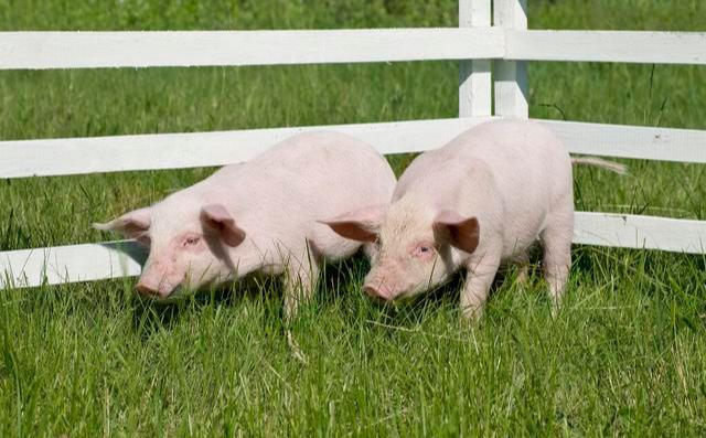 生猪价格|猪价还是撑不住了，现“3连跌”，8月要一跌到底？一重要信号赶来