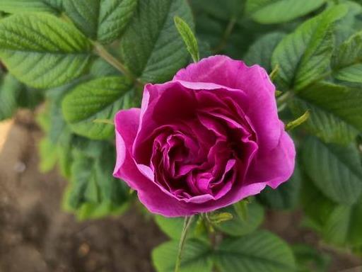 肝脏@女人不想老，肝脏要养好！4件小事，坚持做好，肝好人漂亮