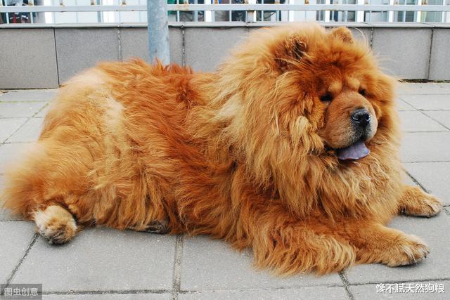 这6种狗狗太容易变胖了！宠主要注意，别养成“猪”了