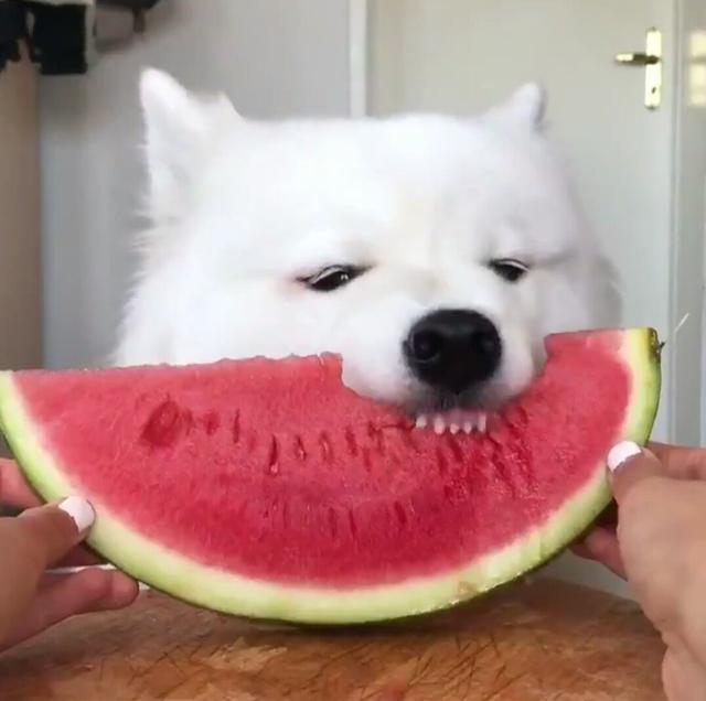 幼犬喂食的6个要点！小狗身体虚弱，主人可要注意了