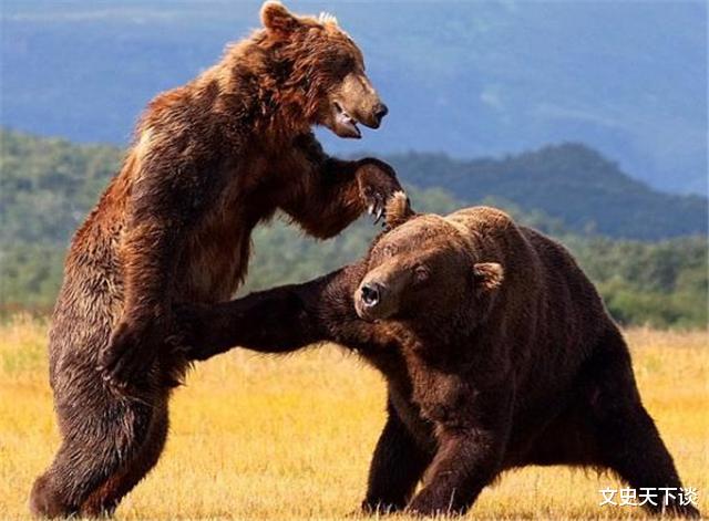 文史天下谈|自称熊的朋友，坚持护熊13年却葬身熊腹，死前6分钟录音被禁播