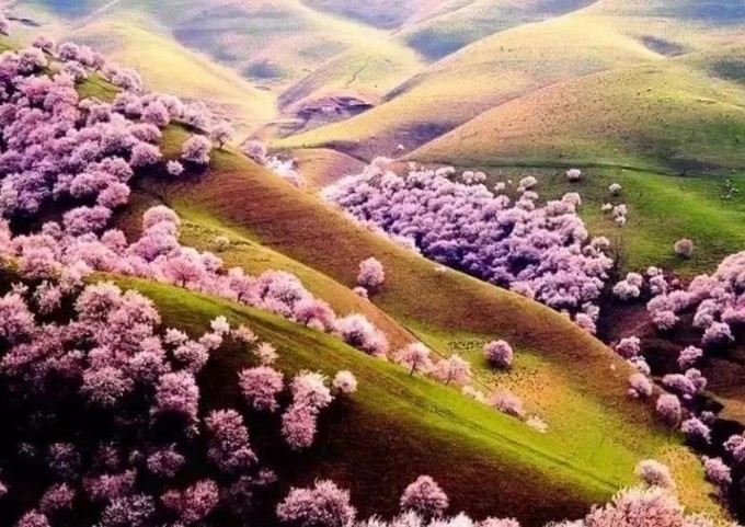 「曲院风荷」推荐：3、4月这里的杏花美极了，一生都要去一次