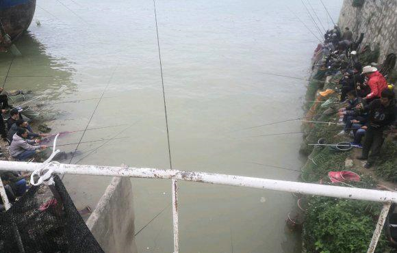 柳江|有这么多鱼钓？几百钓鱼人聚集广西柳江边，一人钓二三十斤