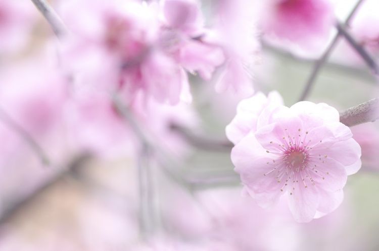 生肖|十二生肖中最有福气的3大生肖，一生享福无穷，看看有没有你生肖