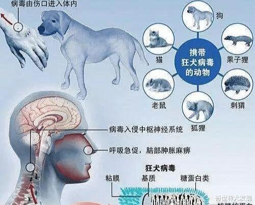 狂犬病|最恐怖的病毒，每一个对人类的生命造成极大威胁，并没有完全消灭
