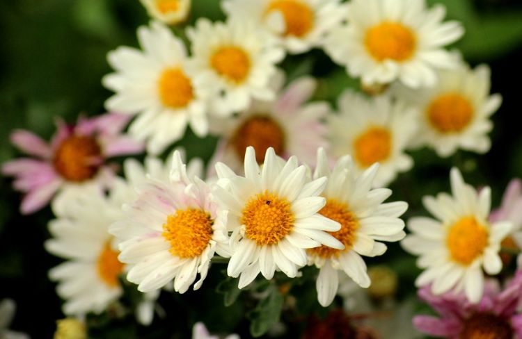 双鱼座|10月一到喜事不断，好运连连财富难挡，财运一飞冲天的4大生肖！