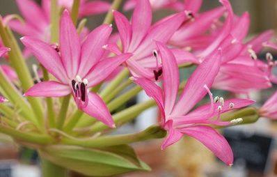 生肖|下周起，大运、贵人找上门，4生肖处处讨人喜，好日子躲不掉