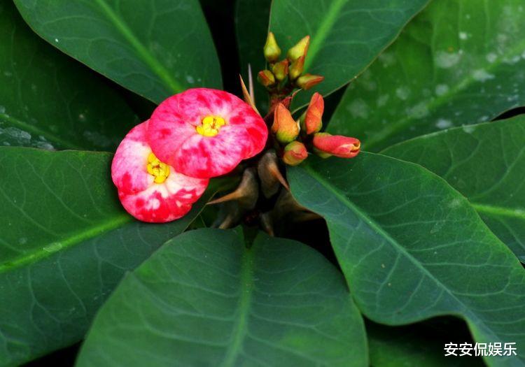 『』2020年财运亨通,好运不断,贵人到来,富贵满堂的属相