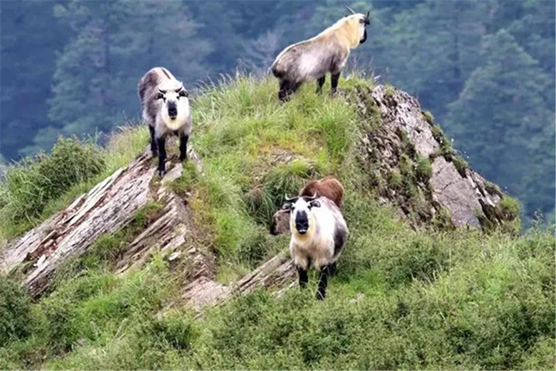 羚牛|四川出现奇特野兽，似熊似牛似鬣狗，与雌兽求偶时小兽一旁观摩