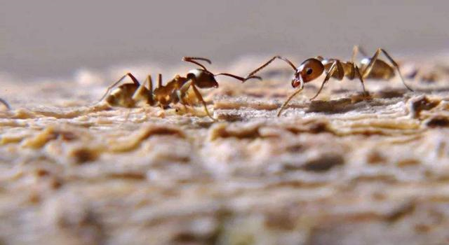 『隐翅虫』动物界最善于外交的蚂蚁，眼睛却不好使，常被隐翅虫骗吃骗喝